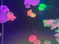-左海海底世界