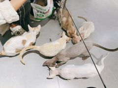 -琪喵猫屋·撸猫猫咖·猫舍