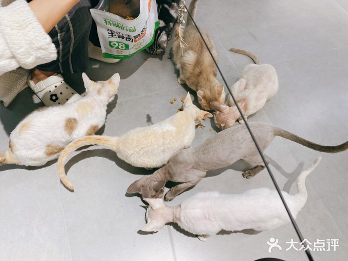 琪喵猫屋·撸猫猫咖·猫舍图片