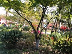 -杭州湾海上花田景区