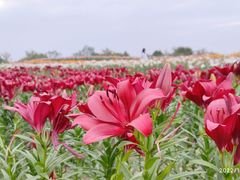 -径山花海