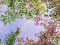 -深圳国际园林花卉博览园