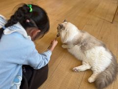 -Let's go狗咖·猫咖·奶狗·桌游(春熙路IFS店)