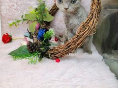 -十年猫舍·猫咪专门店(普陀店)