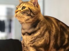 -纳吉亚猫专科动物医院·北北分院