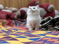-momokira米努特·德文卷毛猫·棉花面纱犬