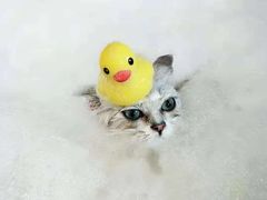 -PETKIT小佩宠物(古北店)