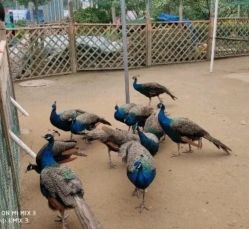 -萌宠亲子动物乐园(槐房万达店)