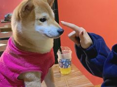 -猫色咖啡·猫咖