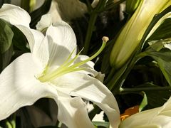 -MCJ-花店(西罗园店)