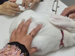 -爱侣宠医·鹦鹉专科·小型哺乳类·异宠专科(灵石路店)