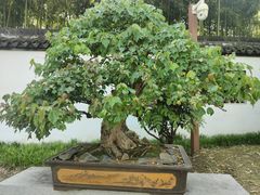-上海醉白池公园