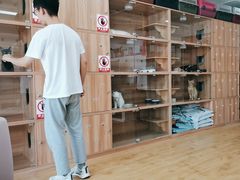 -喵百万·布偶·蓝金金渐层英短·猫舍(百子湾店)