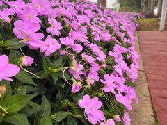 -海心沙亚运公园