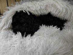 -嘉馨宠物医院·CT影像转诊·心脏科·犬猫全科诊疗中心(下沙大学城院区)