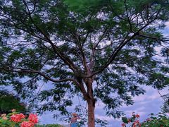 -中国科学院西双版纳热带植物园