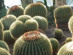 -北京植物园-展览温室