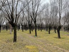 -洨河生态公园