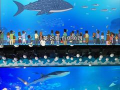 -烟台海昌鲸鲨海洋公园