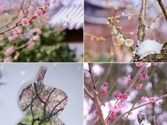 -梅花山(明孝陵内)