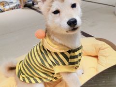 -逗柴咖啡屋·狗咖猫咖宠物桌游