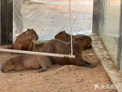 -灵玲国际马戏城