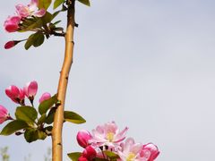 -海棠花溪(元大都城垣遗址公园)