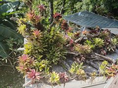 -深圳仙湖植物园