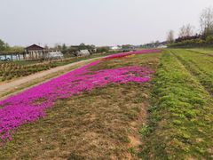 -杭州湾海上花田景区