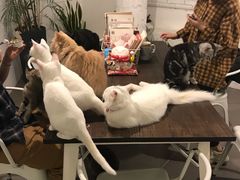 -有猫主题·治愈系猫咖(曾厝垵店)