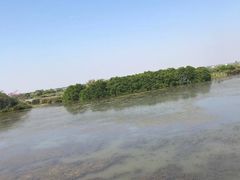 -大湾区中央湿地公园