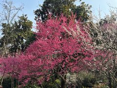 -杭州植物园
