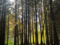 -溱湖国家湿地公园