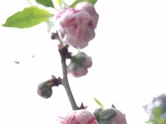 -南八仙·老上海味道(南京东路店)