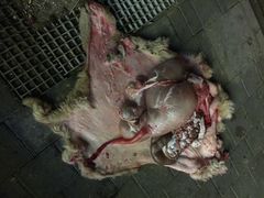 新疆阿西木烧烤-新疆玉石阿卜都烧烤(太平南路店)