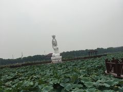 -荷塘月色湿地公园·向阳花洲