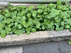 -随柳居·苏式小吃(建新巷店)