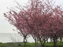 -上海市保健医疗中心(华东疗养院)