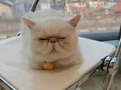 -怪兽屋·羊驼·猫咖·狗咖(俊华广场店)