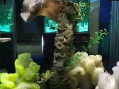 -太平洋海底世界