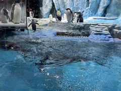 -帝企鹅自助餐厅•儿童岛•真企鹅(长隆企鹅酒店)