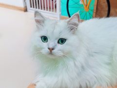 -猫在这儿猫咪咖啡馆·撸猫馆