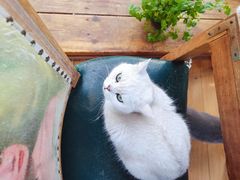 -猫小院猫主题餐厅(南锣旗舰店)