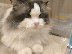 -老吴的猫·猫舍(新区店)