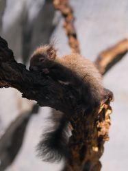 -Zoolung Zoolung动物主题公园(海信广场店)