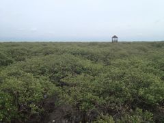 -北海金海湾红树林生态旅游区