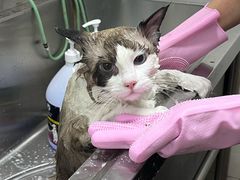 -乐琪宠物医院·犬猫专科·骨外科·急重症