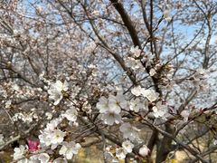 -樱花山风景区