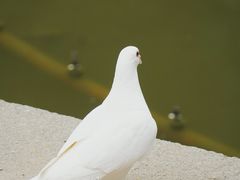-音乐台