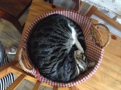 iphone_upload_pic-海边的猫和咖啡馆